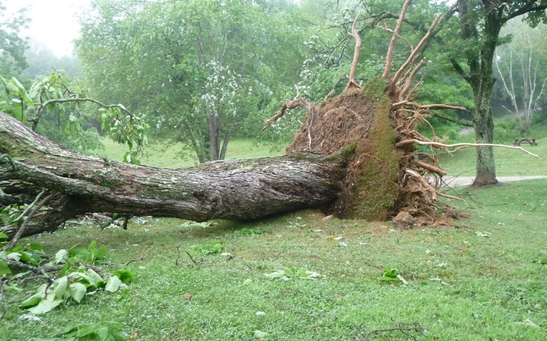 derecho damage to tree
